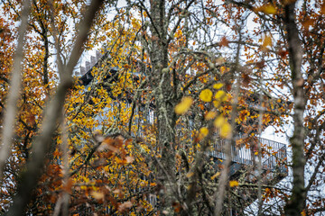 A modern observation tower at Zilaiskalns, framed by vibrant autumn leaves on a tree. The...