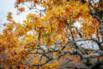 A striking yellow-leafed tree stands out against a backdrop of bare branches covered in lichen in a forest during autumn. The contrasting colors emphasize the change of seasons