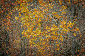 A striking yellow-leafed tree stands out against a backdrop of bare branches covered in lichen in a...