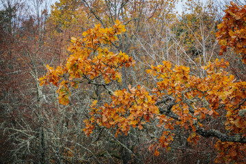 A striking yellow-leafed tree stands out against a backdrop of bare branches covered in lichen in a...