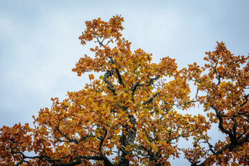 A striking yellow-leafed tree stands out against a backdrop of bare branches covered in lichen in a...