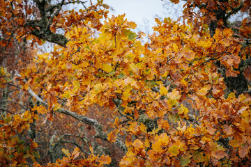A striking yellow-leafed tree stands out against a backdrop of bare branches covered in lichen in a...