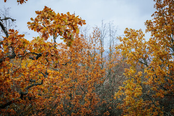 A striking yellow-leafed tree stands out against a backdrop of bare branches covered in lichen in a...