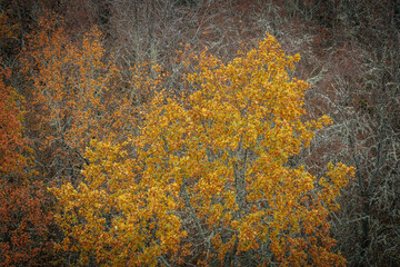 A striking yellow-leafed tree stands out against a backdrop of bare branches covered in lichen in a...