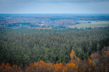 A panoramic view of a diverse forest in autumn, featuring vibrant orange and yellow trees mixed with evergreen pines. The distant landscape is covered in fall foliage