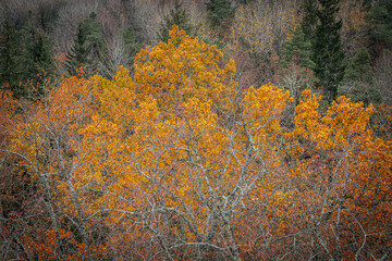 A striking yellow-leafed tree stands out against a backdrop of bare branches covered in lichen in a...