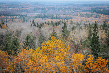 A striking yellow-leafed tree stands out against a backdrop of bare branches covered in lichen in a...