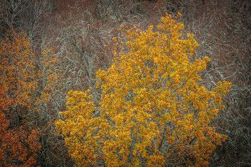 A striking yellow-leafed tree stands out against a backdrop of bare branches covered in lichen in a...