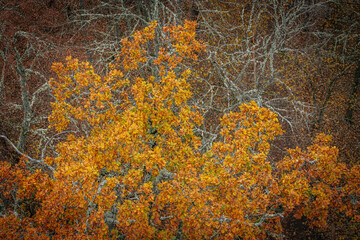 A striking yellow-leafed tree stands out against a backdrop of bare branches covered in lichen in a...