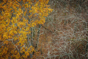 A striking yellow-leafed tree stands out against a backdrop of bare branches covered in lichen in a...