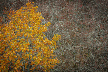 A striking yellow-leafed tree stands out against a backdrop of bare branches covered in lichen in a...