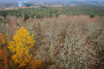 A striking yellow-leafed tree stands out against a backdrop of bare branches covered in lichen in a...