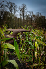 Obraz premium Corn maze abandoned car