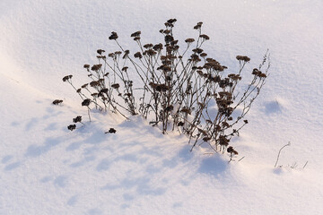 The dry plants in snow in the winter