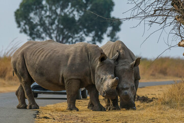 Fototapeta premium White Rhinoceros in south african safari