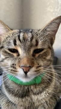 Gato, Malhado, Bocejando, Fofo, Soneca, Animais de estima&ccedil;&atilde;o, Relaxamento, Momento ador&aacute;vel, Express&atilde;o, Pregui&ccedil;a, Cativante, Vida de gato, Gestos, Humor, Tranquilidade.