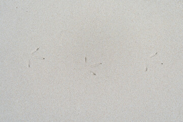 Three delicate bird tracks in smooth beach sand