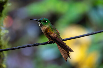 Fawn-breasted brilliant hummingbird looking to the left while perched on a thin dark branch. Its wings are folded behind it