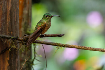 Fawn-breasted brilliant hummingbird with its tongue out while perched on a narrow tree branch