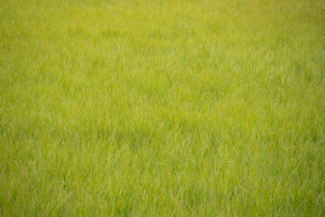 Bright Green Grass Fills The Frame