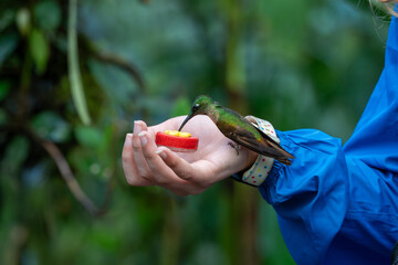 Fawn-breasted brilliant hummingbird perched on a girl's hand while drinking nectar from a small feeder © Zach