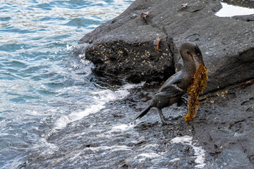 Flightless cormorant carrying seaweed to its nest. It is walking up wet rocks on the edge of the ocean
