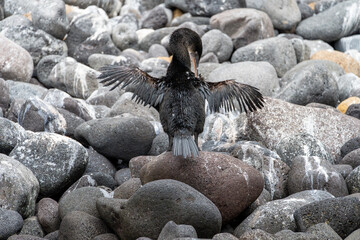 Fototapeta premium Flightless cormorant extending sparse wings and cleaning its shoulder feathers. It is standing on a smooth boulder