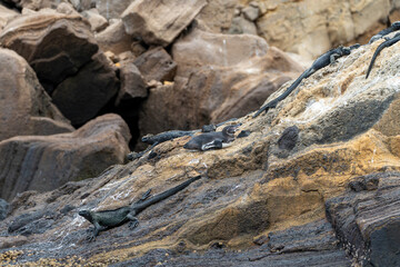 Galapagos penguin resting on a rock surrounded by marine iguanas - wider angle with background boulders