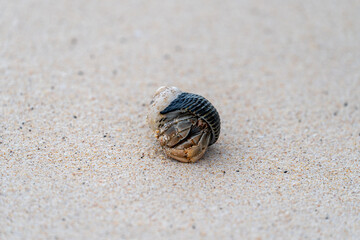 Galapagos semi-terrestrial hermit crab on a sandy beach, curled in it's shell, with two eyes peeking out