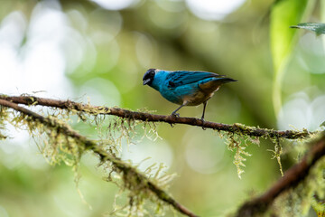 Fototapeta premium Golden-naped tanager turning around to face the camera while perched on a small mossy branch