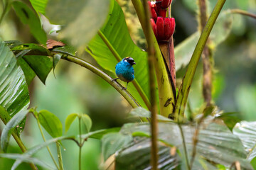 Obraz premium Golden-naped tanager on a plant stem in a brightly colored tropical setting