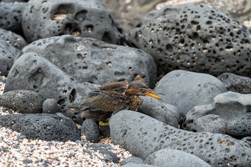 Fototapeta premium Juvenile lava heron calling for its mother while nestled between large porous rocks