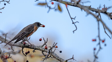 American robin perched in a tree with a bright red berry in its beak.