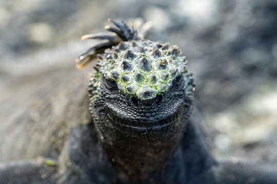 Marine iguana has a huge smile on its face as it rests with its eyes closed. Head-on close-up view