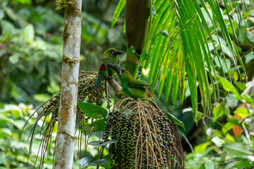 Pair of crimson-rumped toucanets perched in a palm tree above berries