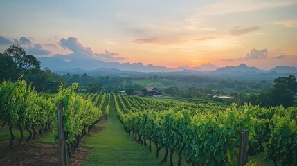 Fototapeta premium Serene Vineyard Landscape at Sunset