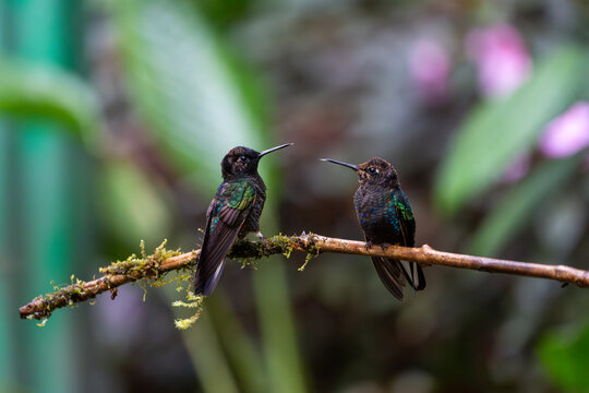 Pair of black-breasted puffleg hummingbirds facing one another while perched on a branch