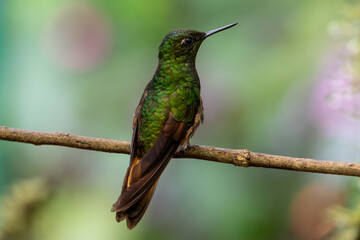 Fototapeta premium Rear view of a buff-tailed coronet hummingbird perched on a branch looking to the right with a defocused background