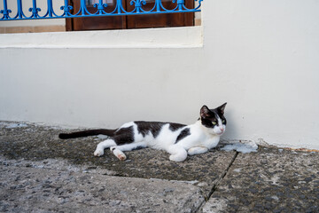 Stray cat laying down on the street under a blue fence, in Panama City