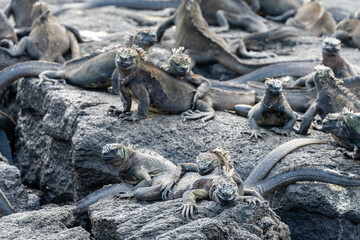 Fototapeta premium Smiling marine iguanas crawling on top of one another, on volcanic rocks in the Galapagos