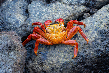 Top-down view of a sally lightfoot crab on wet dark rocks © Zach