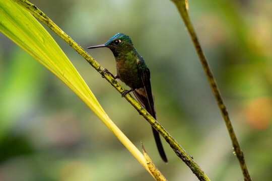 Violet-tailed sylph hummingbird perched on a plant stem while looking to the left