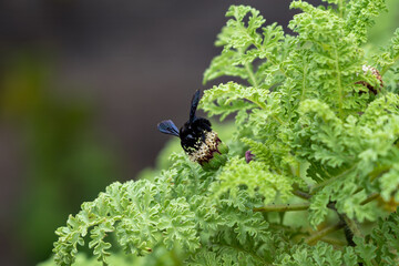 All-black galapagos carpenter bee with extended wings enjoying a flower