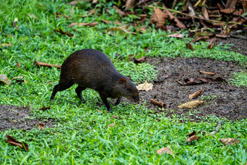 Agouti walking across grass and mud in a clearing