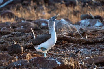 Blue-footed booby with one foot raised standing on a rock during a mating dance