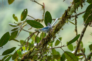 Blue-gray tanager perched on a diagonal mossy branch framed by two leaves behind it