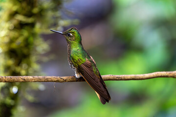 Buff-tailed coronet hummingbird facing left. Back view with left wing clearly visible