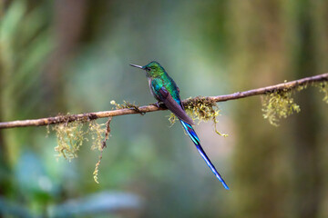 Obraz premium Close view of a violet-tailed sylph hummingbird perched in a thin mossy branch. It is looking to the right with wings pulled back