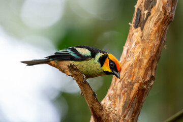Fototapeta premium Close-up of a flame-faced tanager watching the camera intently from a broken tree branch