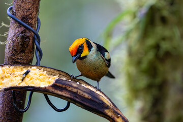 Close-up of a flame-faced tanager watching the camera while perched on an over-ripe banana